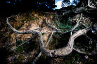 20081213_48368_9