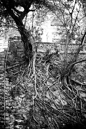 20081204_45919