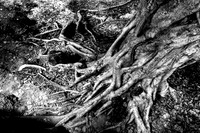 20081213_48366_7-2