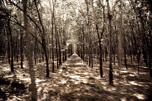 20081217_49488